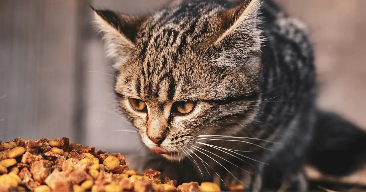 10 aliments toxiques pour les chats