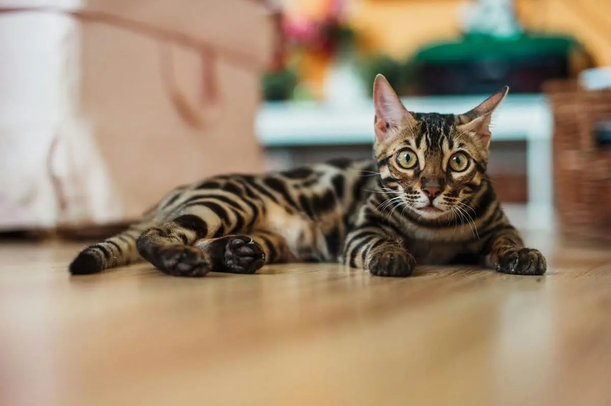 chat du bengal