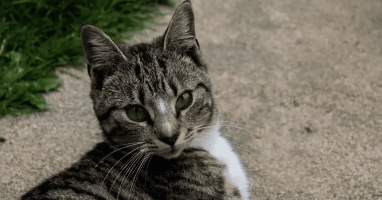 chat européen