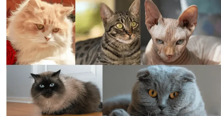 5 races de chat à éviter