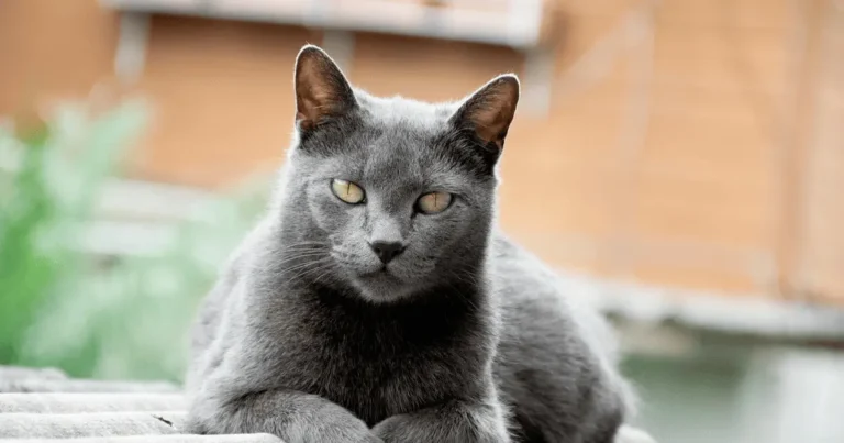 chaton chartreux