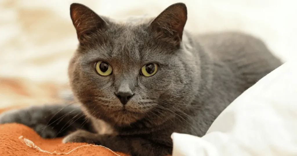 chat chartreux