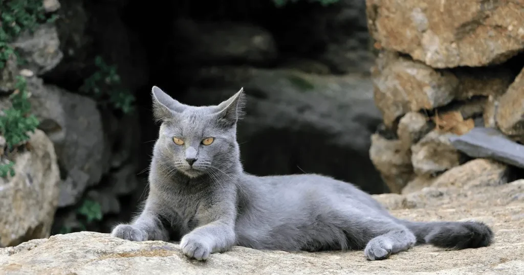 chartreux