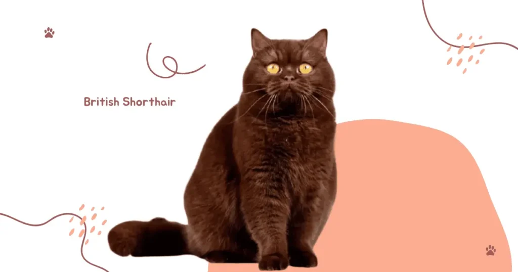 british shorthair